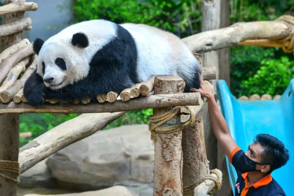 万通配资 如何协同保护大熊猫？国际“熊猫粉”有话说｜2025全球熊猫伙伴大会